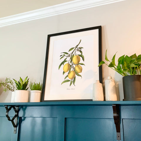 "Citrus Limon"- Custom Lemon Botanical Print, Framed and Matted