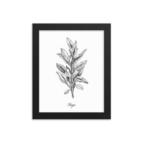 Herb Botanical Print (Sage), Black or White Frame, Multiple Sizes