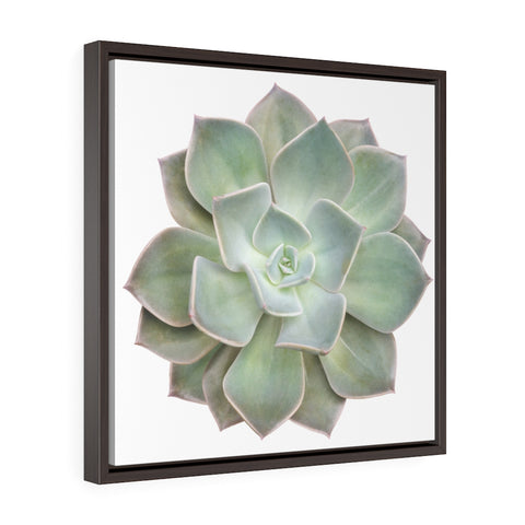 Green Succulent - Square Framed Premium Gallery Wrap Canvas