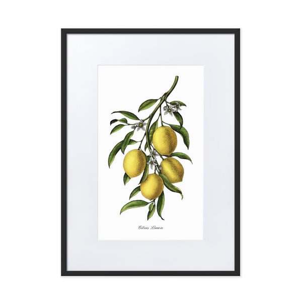 "Citrus Limon"- Custom Lemon Botanical Print, Framed and Matted