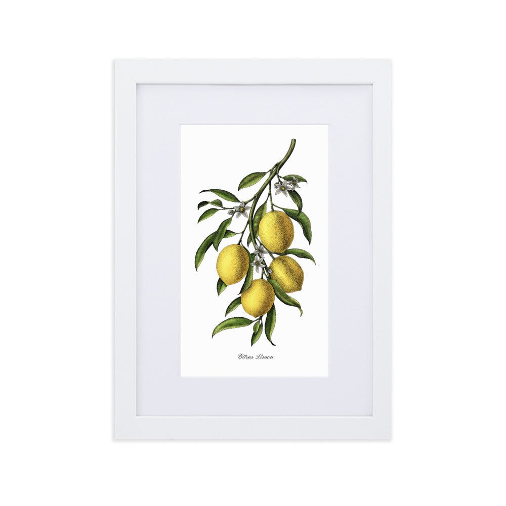 "Citrus Limon"- Custom Lemon Botanical Print, Framed and Matted