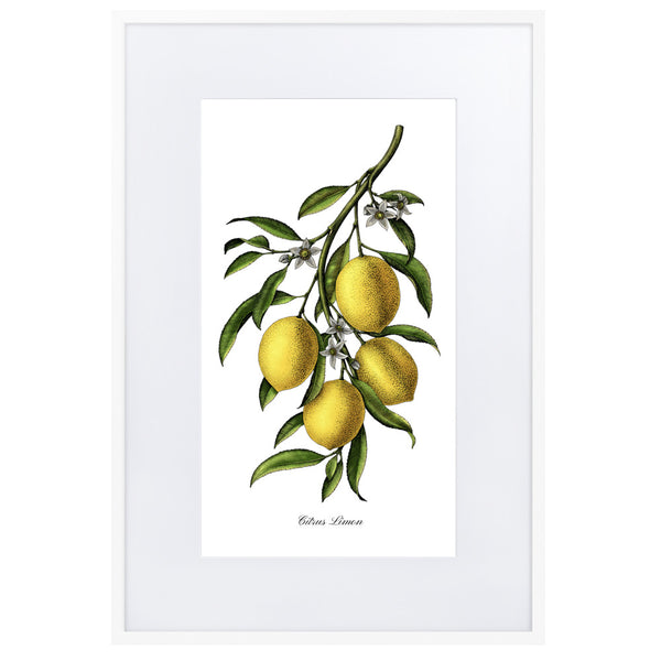 "Citrus Limon"- Custom Lemon Botanical Print, Framed and Matted