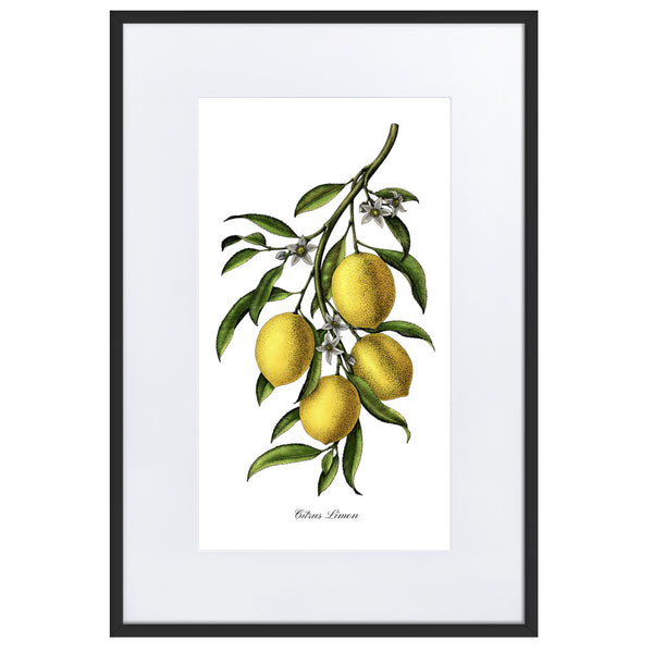 "Citrus Limon"- Custom Lemon Botanical Print, Framed and Matted