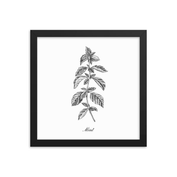 Herb Botanical Print (Mint), Black or White Frame, Multiple Sizes