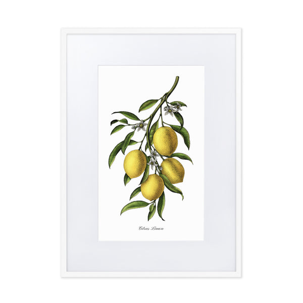 "Citrus Limon"- Custom Lemon Botanical Print, Framed and Matted