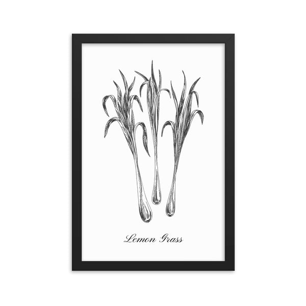 Herb Botanical Print (Lemon Grass), Black or White Frame, Multiple Sizes