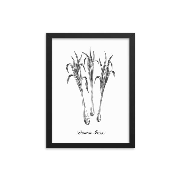 Herb Botanical Print (Lemon Grass), Black or White Frame, Multiple Sizes