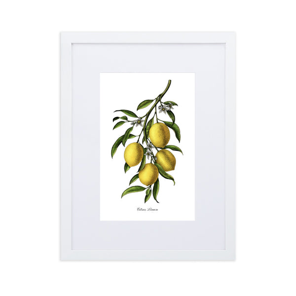 "Citrus Limon"- Custom Lemon Botanical Print, Framed and Matted