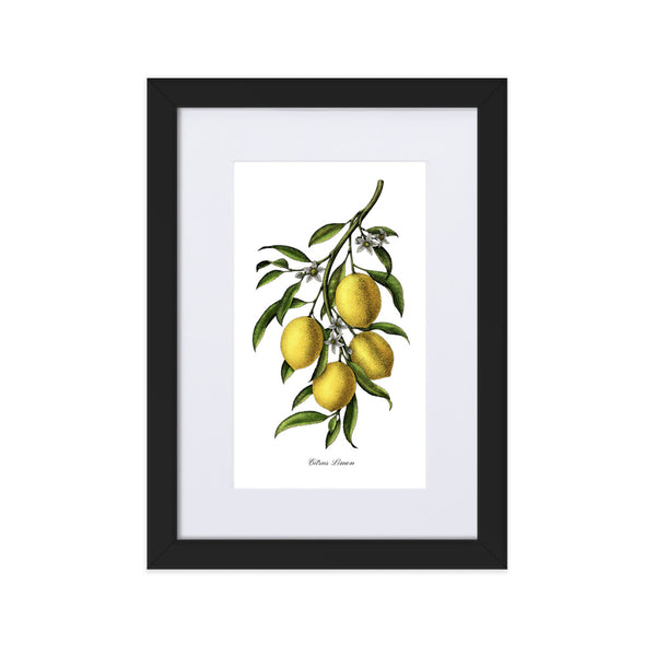 "Citrus Limon"- Custom Lemon Botanical Print, Framed and Matted