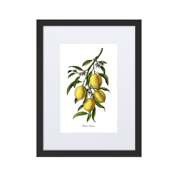 "Citrus Limon"- Custom Lemon Botanical Print, Framed and Matted